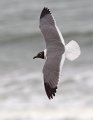 _2SB4517 laughing gull in breeding plumage